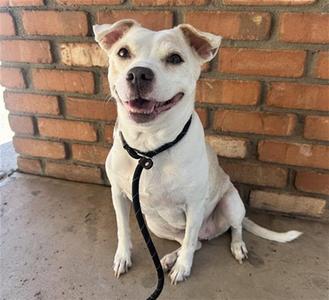 BABY GIRL, Chihuahua, senior, available for adoption