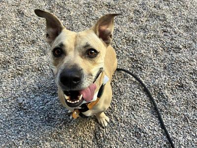 BAILEY, Basset Hound / American Pit Bull Terrier, adult, available for adoption