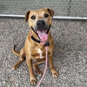 ARCHER, Labrador Retriever, young, available for adoption