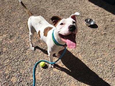 AMY, American Pit Bull Terrier, young, available for adoption