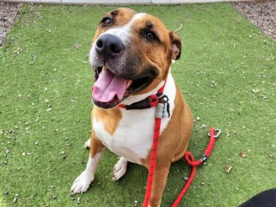 A brown and white dog with a red leash sitting on green grass.