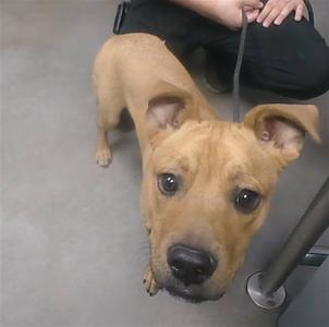 A brown dog with floppy ears looking up at the camera, being held on a leash by a person in the background.