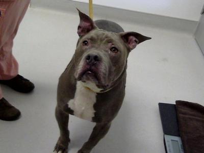 BELLA, Staffordshire Bull Terrier, adult, available for adoption