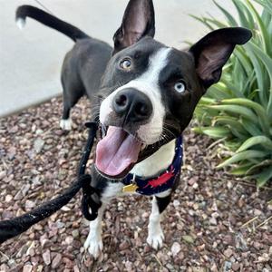 BUCKEYE, Labrador Retriever, adult, available for adoption