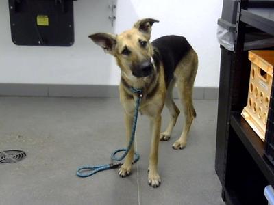 BUBBLES, German Shepherd Dog, adult, available for adoption