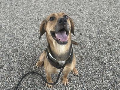 A happy brown dog with floppy ears and a black collar is sitting on a gravel surface, looking up with its mouth open and tongue out.