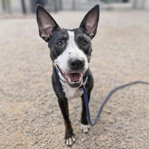 A black and white dog with perked ears and a blue leash, standing on a gravel surface.