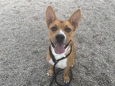 BOOMERANG, American Pit Bull Terrier, adult, available for adoption