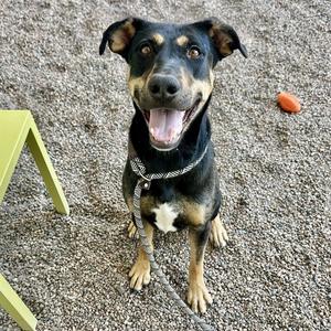 ABBIE, German Shepherd Dog / Labrador Retriever, adult, available for adoption