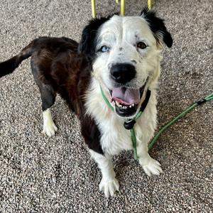 BOGEY, Border Collie, adult, available for adoption
