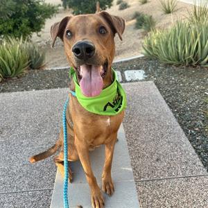 BENJI, Doberman Pinscher, adult, available for adoption