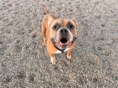 A brown and white dog standing on a gravel surface, looking up with its mouth open and tongue out.