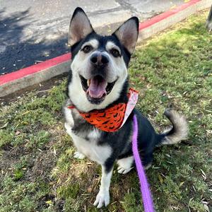 ALMONDO, Siberian Husky, adult, available for adoption