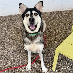 ALMONDO, Siberian Husky, adult, available for adoption