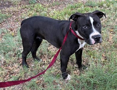 BAYLOR, American Pit Bull Terrier, young, available for adoption
