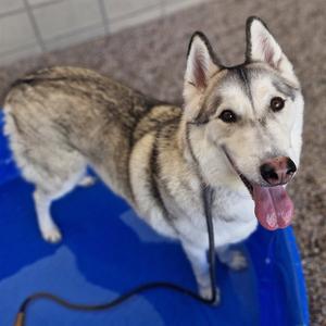 BANDIT, Siberian Husky, adult, available for adoption