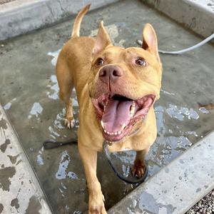 ANGUS, American Staffordshire Terrier, adult, available for adoption