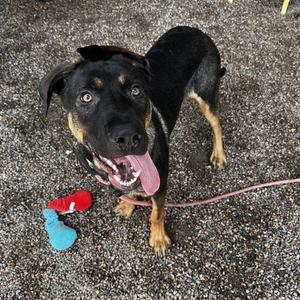 ADMIRAL, German Shepherd Dog, young, available for adoption