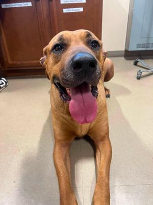 Maverick, Mixed Breed, adult, available for adoption