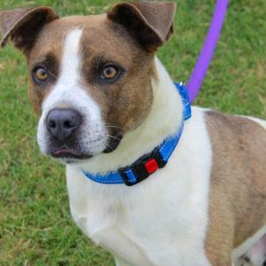 Boomarang, Mixed Breed, adult, available for adoption