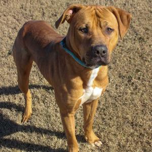 A medium-sized, tan-colored dog with a white marking on its chest stands on a dry, grassy surface. The dog is wearing a blue collar.