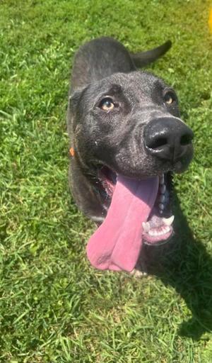 Nash, Mixed Breed, adult, available for adoption