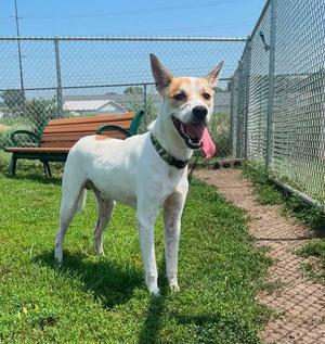 Peanut, Mixed Breed, young, available for adoption