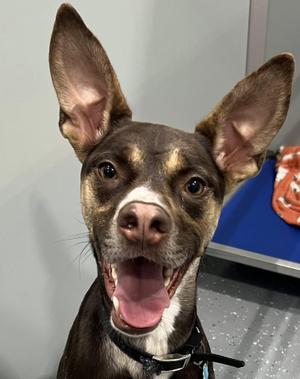 Buck, Mixed Breed, adult, available for adoption