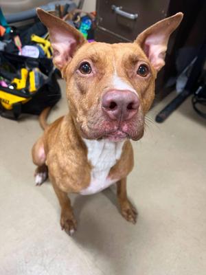 Aurora, Mixed Breed, adult, available for adoption