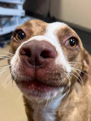 Sweet Pea, Mixed Breed, adult, available for adoption