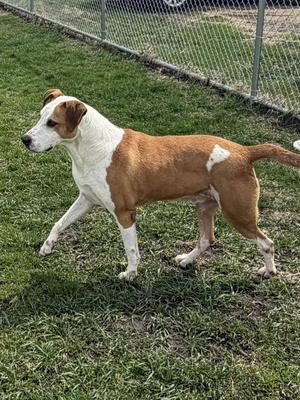 A tan and white dog stands on a grassy area next to a fence.