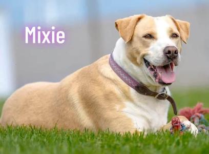Mixie, Mixed Breed, adult, available for adoption