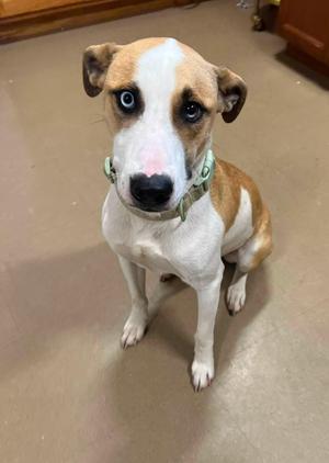 a dog with blue eyes and a white and brown coat, wearing a green collar