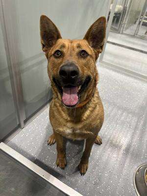 Duke, Mixed Breed, adult, available for adoption