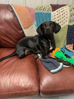 Oakley, Mixed Breed, adult, available for adoption