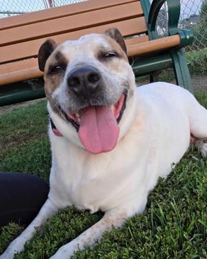 Dolly, Mixed Breed, adult, available for adoption