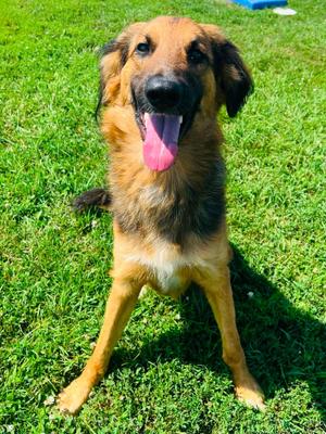 Coop, Mixed Breed, adult, available for adoption