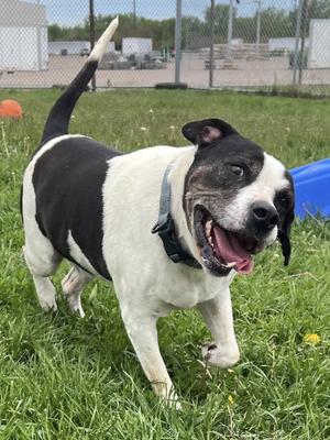 Hay, Mixed Breed, adult, available for adoption