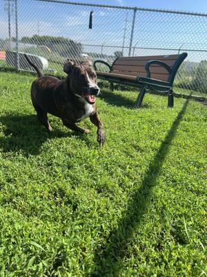 Maisy, Mixed Breed, adult, available for adoption