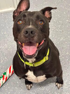 Lemmy, Mixed Breed, adult, available for adoption