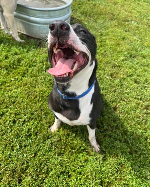 Taki, Mixed Breed, adult, available for adoption