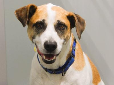 Finn, Mixed Breed, adult, available for adoption