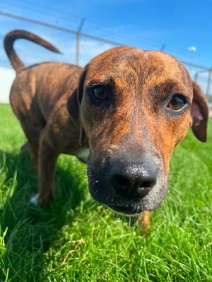 LuLu, Mixed Breed, adult, available for adoption