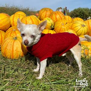 Binks, Chihuahua / Terrier, senior, available for adoption