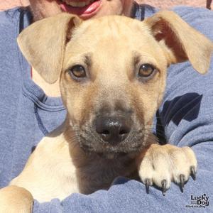 A close-up of a light brown puppy with floppy ears being held by a person in a blue shirt. The puppy has dark eyes and a black nose, and its front paw is visible with dark claws. The background is slightly blurred, focusing on the puppy's face.