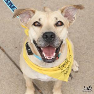 A happy dog wearing a yellow bandana with the words "Lucky Dog" written on it.