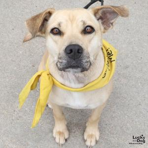 Brandice, Shepherd / Retriever, young, available for adoption