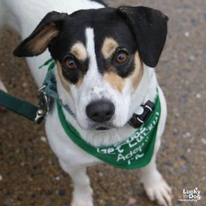 Bailey, Labrador Retriever, young, available for adoption