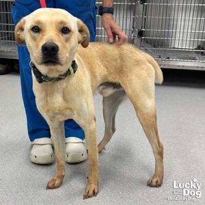 Benny, Labrador Retriever, young, available for adoption
