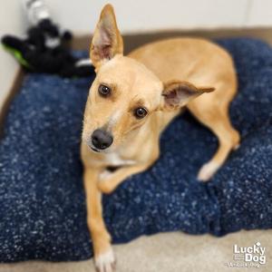 Belladonna, Retriever / Terrier, young, available for adoption
